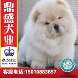 犬舍松狮幼犬出售赛级带血统健康松狮犬面包脸宠物狗狗包邮皇冠店