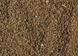 海蓬子 种子 海芦笋种子 适合盐碱地盐湖海边滩涂种植海虫草种子