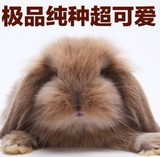特价 重庆纯种长毛荷兰垂耳兔活体宝宝宠物兔兔活体兔子活体 包活