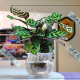 室内办公室植物盆栽花卉绿植水培净化空气 防辐射吸甲醛孔雀竹芋