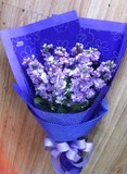 上海鲜花速递 同城送花紫罗兰花束|非紫罗兰盆栽