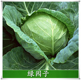 甘蓝 包菜种子 蔬菜种植 阳台种菜  家庭盆栽 菜籽 有机菜种 正品