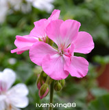 直立天竺葵 甜心粉 成品苗 美观 粉色 球形 花卉盆栽