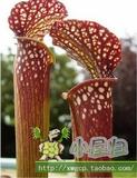食虫植物- 花哈密 食虫瓶子草