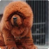原生态 藏獒纯种幼犬 红獒大狮头 大型獒园出售 铁包金 带血统V