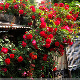 多花蔷薇花苗爬藤苗四季庭院阳台攀援花卉观花绿植物盆栽玫瑰
