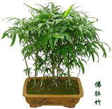 观赏竹子水培 佛肚竹 盆栽净化空气状如佛肚形状奇特又名佛竹