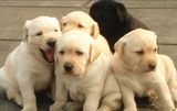 出售纯种宠物狗米黄色拉布拉多幼犬/拉不拉多狗狗/拉布拉多导盲犬