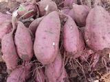 新鲜红薯农家自种3斤香蕉番薯红皮黄心生地瓜山芋非板栗紫薯包邮
