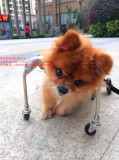 宠物轮椅/狗轮椅/小型犬代步车/宠物残疾车/瘫痪狗康复用轮椅41B