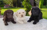 家养纯种拉不拉多导盲犬幼犬黑色拉布拉多白色纯种拉布拉多导盲犬