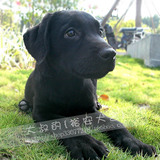 [老字号保障]拉布拉多(Labrador Retriever)黑色风水狗纯种母幼犬