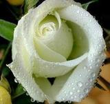 庭院盆栽花卉◆白玫瑰花苗◆代表纯洁爱情玫瑰苗 3年苗 当年开花
