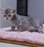 【家有名猫】纯种孟加拉豹猫/罕见蓝豹猫 母 非常漂亮(已订出)