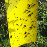 蔬菜花卉种植粘虫板 黄色双面诱虫板20*25悬挂绿色环保防虫