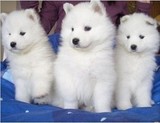 纯种澳版萨摩耶犬 白魔法血系萨摩幼犬雪橇犬宠物狗狗活体出售1