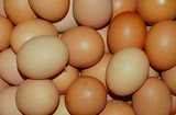 鲜保鲜盒鸡蛋批发上海地区仅提供供应商超专供同城