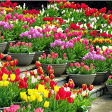 24品种荷兰进口郁金香种球 郁金香 水培郁金香 盆栽种球 当年开花