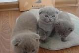 宠物小猫咪纯种英国短毛猫英短蓝猫立耳折耳活体幼猫幼崽宠物猫5