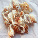 天然海螺贝壳海洋鱼缸水族装饰收藏工艺品蜘蛛螺20152015新品