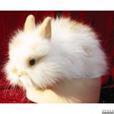 宠物兔子活体 垂耳兔折耳兔 猫猫兔侏儒兔自家繁殖包活包邮包健康