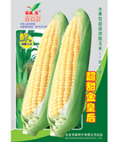 【炒甜金皇后】水果玉米种子 甜玉米种子 甜脆型 可生食 40克分装