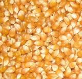 东北特产小玉米粒爆米花专用玉米粒  东北玉米棒小玉米粒干玉米粒
