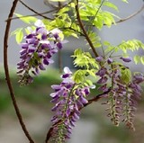 日本多花紫藤-攀援缠绕藤本植物 庭院树苗植物花卉苗木绿植园艺