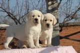 成都拉布拉多幼犬出售 纯种拉布拉多犬 黑拉布拉多