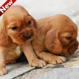 活泼可爱的英国可卡幼犬赛级品相纯种美国可卡幼犬 可卡犬狗狗