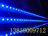 食人鱼LED  蓝色食人鱼灯条 家庭装饰照明/亮化工程 1米/108灯珠