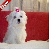 北京纯种精品马尔济斯犬幼犬 纯白宠宠物狗狗幼犬出售 保健康
