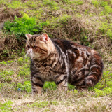 【大饼脸猫舍】美国CFA注册一线宠物猫纯种异短棕虎斑加菲猫妹妹M