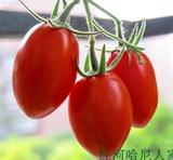 云南红河特产新鲜蔬菜类—纯甜圣女果樱桃小番茄迷你袖珍小西红柿