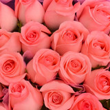 18支粉色玫瑰鲜花批发鲜花南京同城家庭鲜花速递直销江浙沪包邮