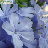 满18元包邮  花卉种子 蓝雪花种子 盆栽种植 阳台种植 蓝白混色