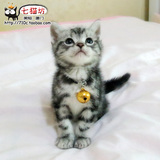 CFA美国短毛猫 银虎斑 DD乐乐 宠物猫品种猫 赛级小美短厦门sold
