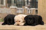 宠物狗狗　纯种颜色齐全的拉不拉多/拉布拉多幼犬优惠销售