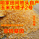 东北特产大碴子2号苞米碴子玉米渣非转基因五谷杂粮粗粮碎玉米粒