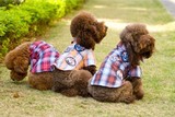 包邮日本它它touchdog小狗狗服装衬衣宠物的衣服泰迪比熊春夏特价