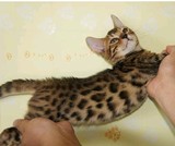{申城本地人}出售自家繁殖 孟加拉豹猫/银豹斑/玫瑰纹，先到先挑