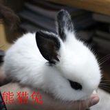 宠物兔宝宝 熊猫兔公主兔小白兔黑兔子 兔活体 包邮包活
