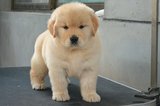 成都 出售纯种金毛幼犬大型犬导盲犬寻回猎犬工作犬支持支付宝JH