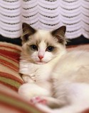 CFA繁育纯种布偶猫 海豹双色蓝山猫MM种母 布偶娃娃猫buou6
