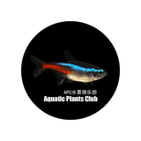 【APC】红绿灯鱼 观赏鱼 活体鱼 小型灯科鱼 热带鱼 草缸