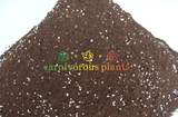 食虫植物专用土—无肥泥炭加珍珠岩（已配比好）
