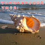 石号螺金口大蛙螺海螺贝壳海星天然大贝壳号角大海螺包邮贝壳□