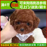纯种泰迪犬 幼犬出售 红贵宾 家养宠物狗狗 韩国血统长不大超小92