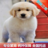 打折纯种金毛黄金枪猎犬代办配种宠物狗狗幼犬出售北京犬舍可送货