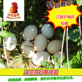 正宗苏北农家树林散草鸡蛋树林自养土鸡蛋20枚散装新鲜正宗笨鸡蛋